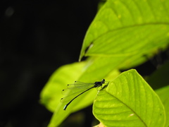 Esme mudiensis