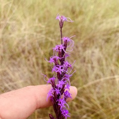 Liatris acidota