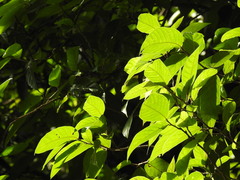 Esme mudiensis