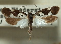 Ethmia funerella