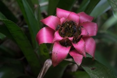 Canistrum cyathiforme