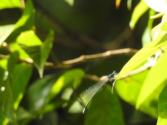 Esme mudiensis