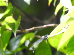 Esme mudiensis