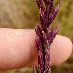 Liatris acidota