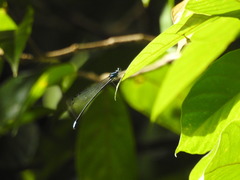 Esme mudiensis