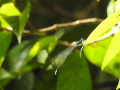 Esme mudiensis