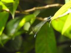 Esme mudiensis