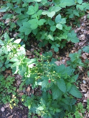 Scrophularia scopolii