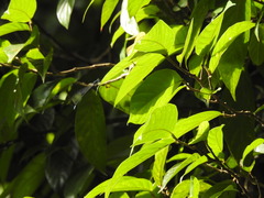 Esme mudiensis