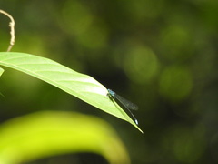 Esme mudiensis