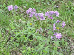 Phlox divaricata laphamii