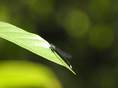 Esme mudiensis