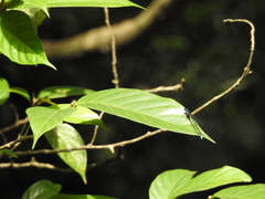 Esme mudiensis