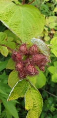 Rubus phoenicolasius