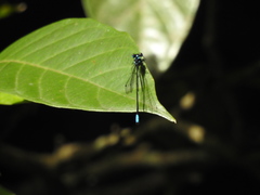 Esme mudiensis