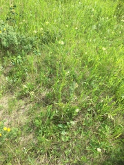 Asclepias ovalifolia