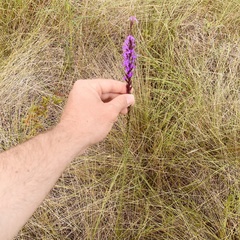 Liatris acidota