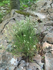 Minuartia adenotricha