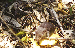 Mexican Shrew photo 2