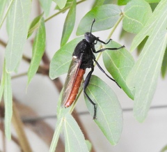 Mydas ventralis