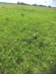 Asclepias ovalifolia