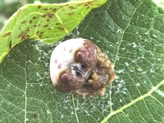 Mastophora cornigera