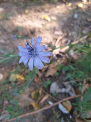 Cichorium intybus