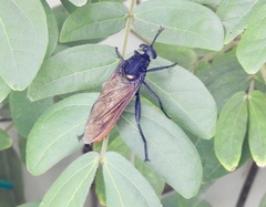 Mydas ventralis