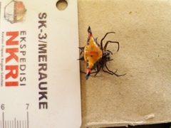 Gasteracantha crucigera