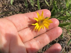 Heterotheca camporum