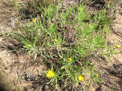 Heterotheca camporum