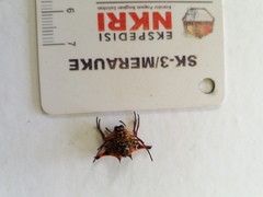 Gasteracantha crucigera