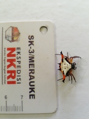 Gasteracantha crucigera