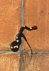 Pseudoleptodeira latifasciata