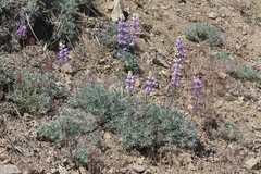 Lupinus excubitus austromontanus