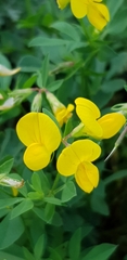 Lotus corniculatus