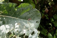 Ocyptamus