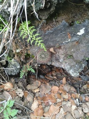 Mammillaria rhodantha