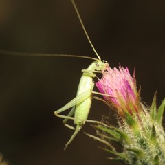 Oecanthus quadripunctatus
