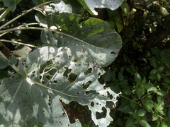Ocyptamus