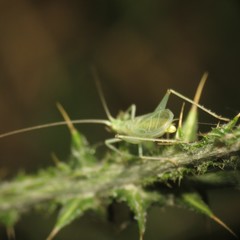Oecanthus quadripunctatus