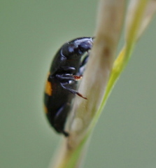 Glischrochilus grandis