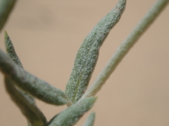 Eriogonum nummulare