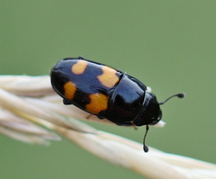 Glischrochilus grandis