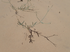 Eriogonum nummulare