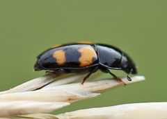 Glischrochilus grandis