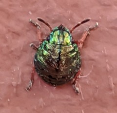 Solenosthedium bilunatum