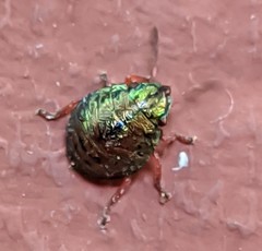Solenosthedium bilunatum