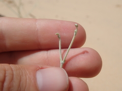 Eriogonum nummulare