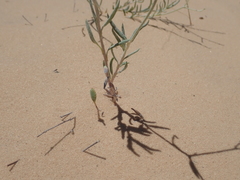 Eriogonum nummulare